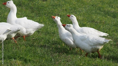 White Domestic Geese Grazing on a Meadow