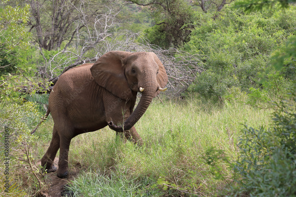 Obraz premium Afrikanischer Elefant / African elephant / Loxodonta africana