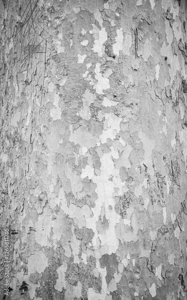 Obraz premium tree nature texture background images