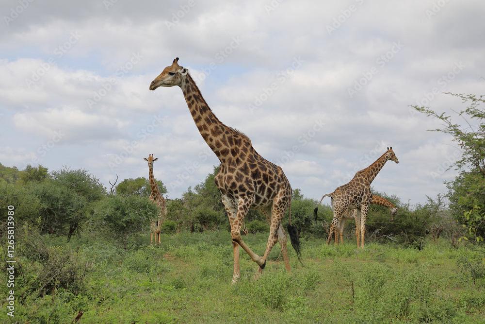 Obraz premium Giraffe / Giraffe / Giraffa camelopardalis