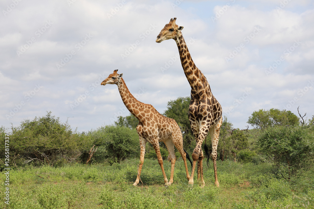 Obraz premium Giraffe / Giraffe / Giraffa camelopardalis