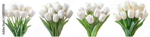 Bouquets of white tulips collection isolated on transparent background