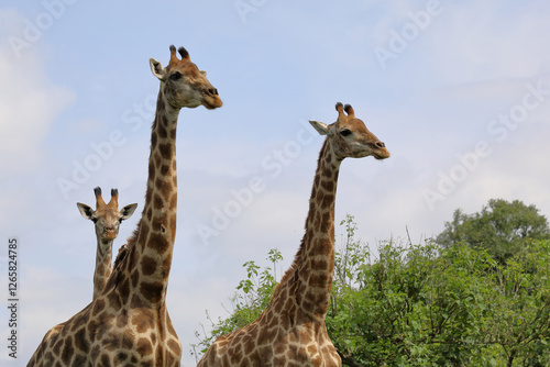 Canvas Print Giraffe / Giraffe / Giraffa camelopardalis