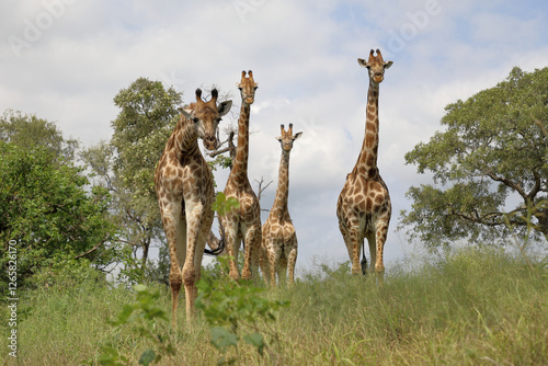 Canvas Print Giraffe / Giraffe / Giraffa camelopardalis