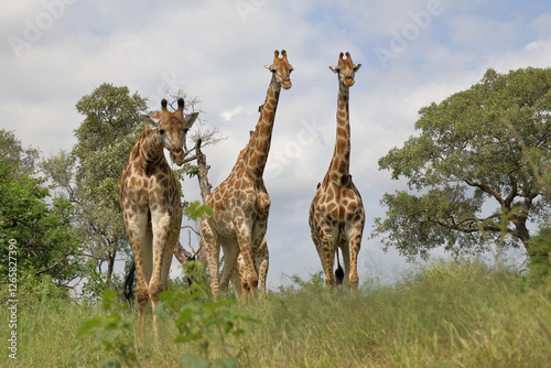 Canvas Print Giraffe / Giraffe / Giraffa camelopardalis