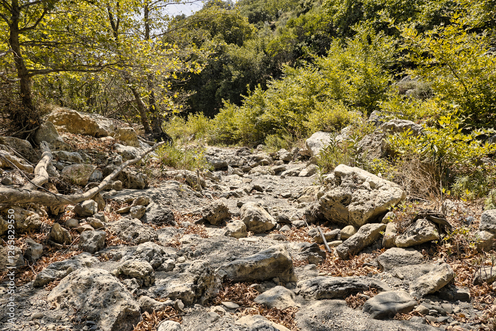 Trees growing on a bottom of an empty river valley in topolia gorge during summer season Trees growing on a bottom of an empty river valley in topolia gorge during summer season