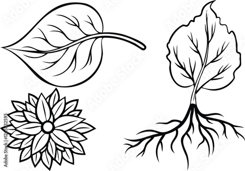 Intricate Close-up Studies of Petals, Leaf Veins, and Detailed Plant Roots Line Art Book Vector Design