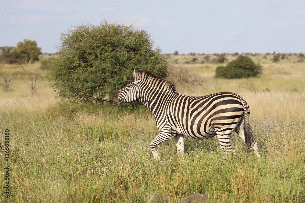 Obraz premium Steppenzebra / Burchell's zebra / Equus quagga burchellii
