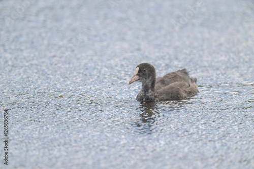 Coot baby in a pond, close up photo