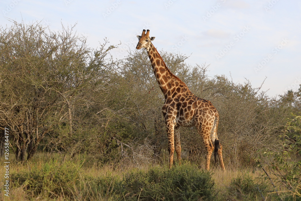 Obraz premium Giraffe / Giraffe / Giraffa camelopardalis