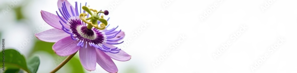 Naklejka premium Single violet passionflower, intricate details, pure white backdrop, elegant, bloom, blossom