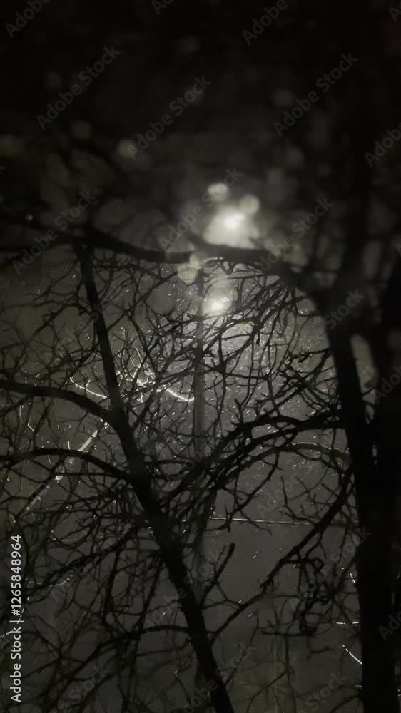 Late winter evening, calm, quiet snow falls, reflecting in the silhouettes of trees in front of the lantern, creating an atmosphere of comfort Late winter evening, calm, quiet snow falls, reflecting in the silhouettes of trees in front of the lantern, creating an atmosphere of comfort
