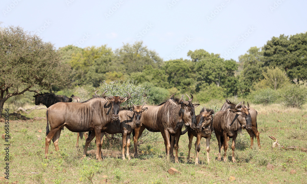 Obraz premium Streifengnu / Blue wildebeest / Connochaetes taurinus