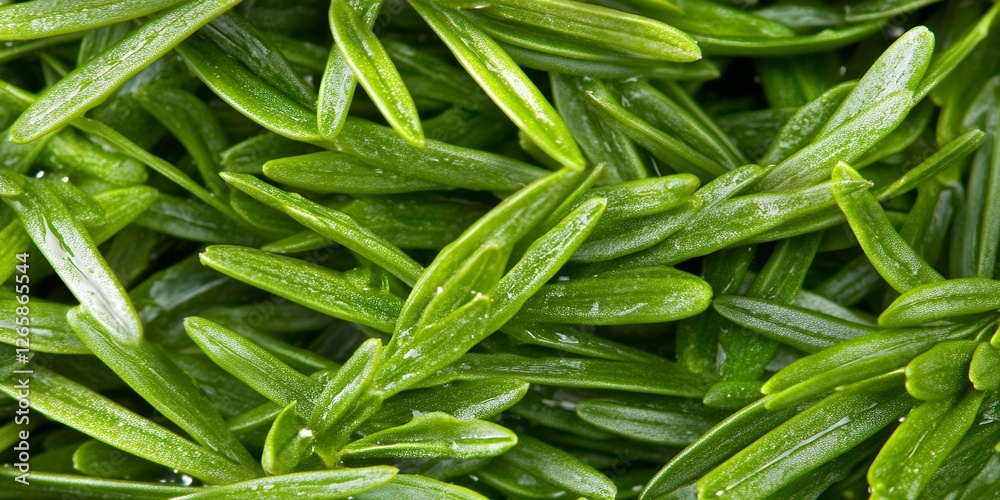 Lush Green Dewy Plant Leaves Close Up Texture Background Image Lush Green Dewy Plant Leaves Close Up Texture Background Image