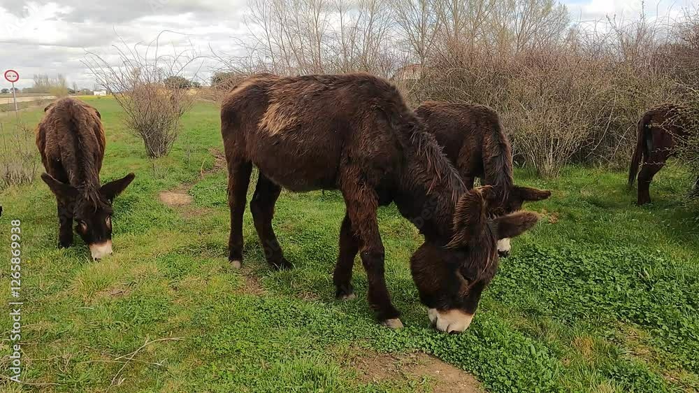 friendly donkeys in the farm friendly donkeys in the farm
