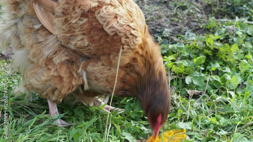 brown hens in a garden, roaming freely on the grass in a peaceful rural setting