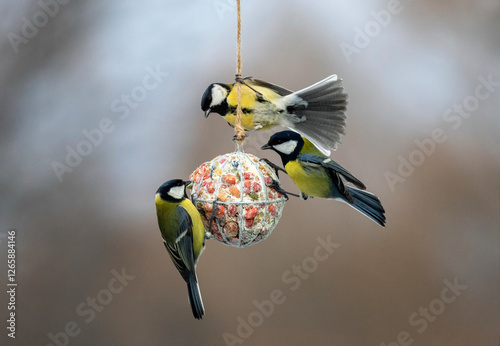 cute tit birds hanging on a ball feeder and eating seeds and nuts in a winter...