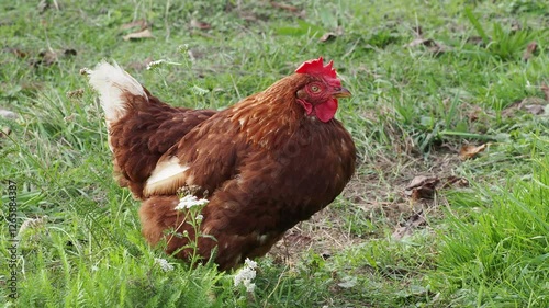 brown hens in a garden, roaming freely on the grass in a peaceful rural setting