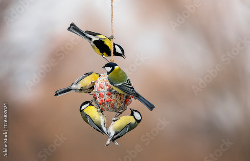 many hungry tit birds hanging on a ball feeder and eating seeds and nuts in a...