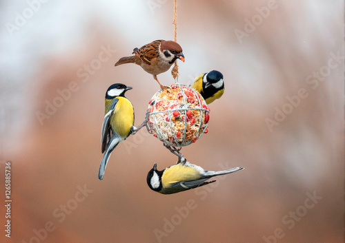 cute birds tits and sparrow and hanging on a bird feeder ball and eating seed...
