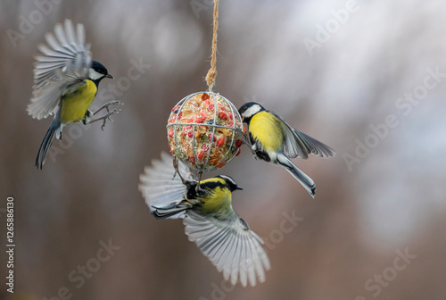tits birds flying at a feeder with their wings spread and eating seeds and nu...