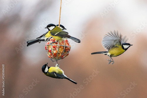 birds tits and sparrow flying at the feeder with spread wings and eating seed...