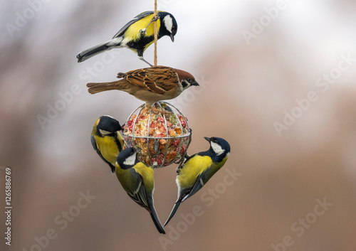 birds tits and sparrow hanging on a ball feeder and eating seeds and nuts in ...
