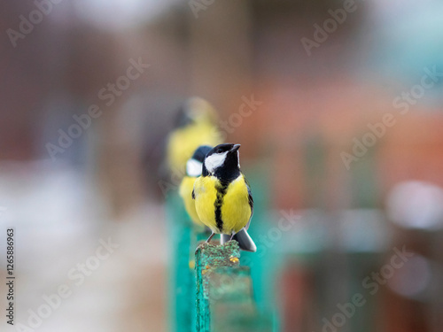 bright tit birds standing on wooden fence in garden