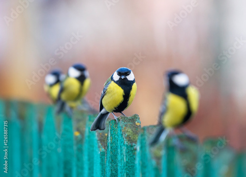 funny birds bright tits sitting in a row on a wooden fence in the garden