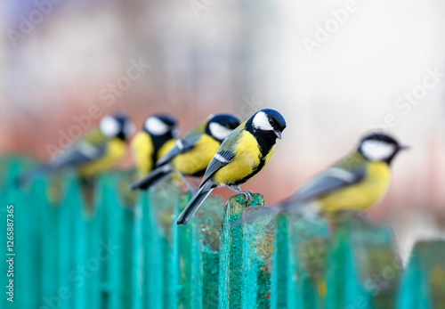 portrait of a group of birds brightly colored tits sitting in a row on a wood...