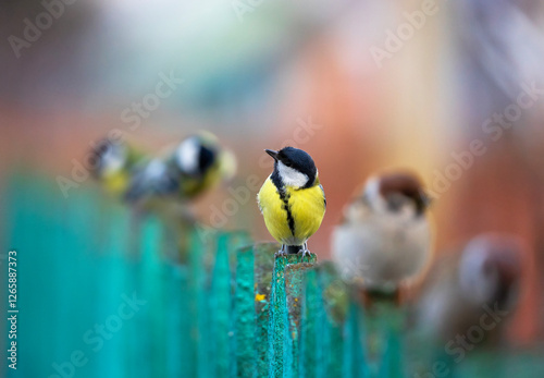funny birds bright tits and sparrows sitting in a row on a wooden fence in th...