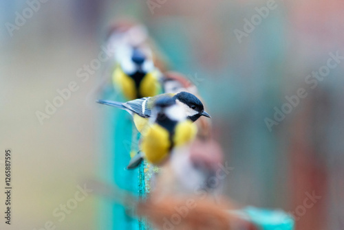 blue tit on a branch