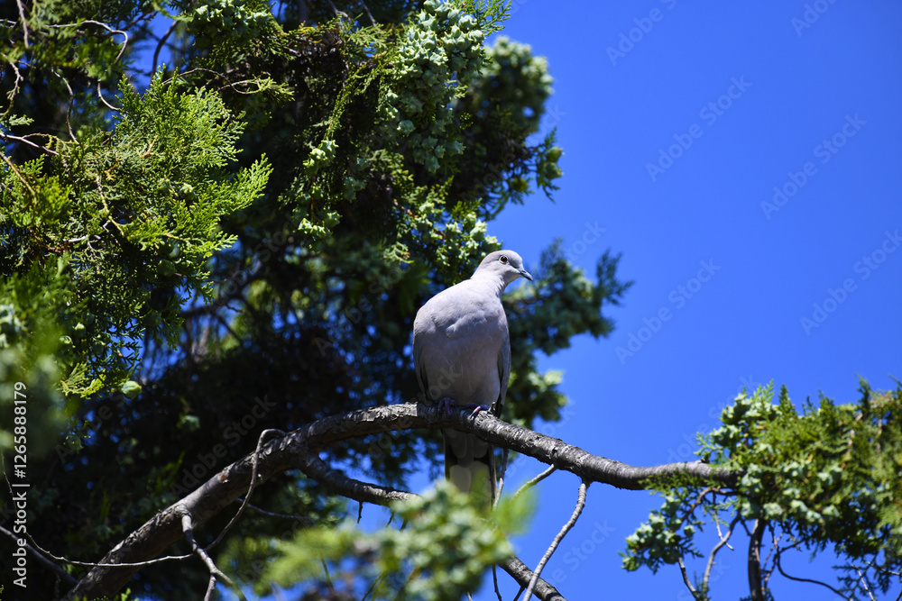 Ringed dove (lat. Streptopelia decaocto), sits on a cypress branch, against the backdrop of the blue sky and the fruits of a coniferous tree. Ringed dove (lat. Streptopelia decaocto), sits on a cypress branch, against the backdrop of the blue sky and the fruits of a coniferous tree.