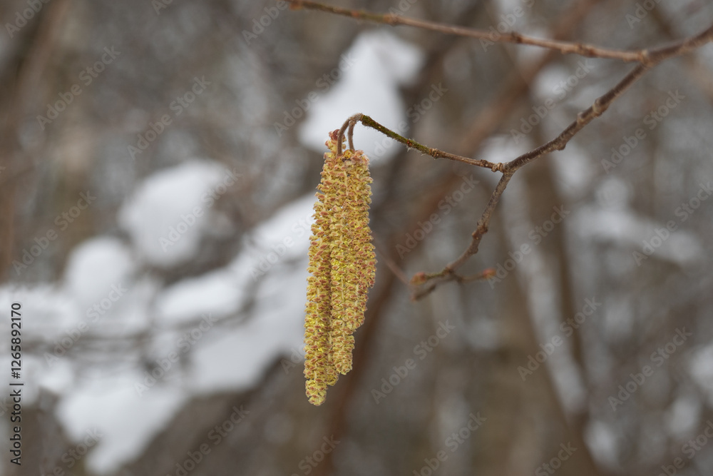 Male catkins of a hazel tree, blooming in winter, snow is still on the branches Male catkins of a hazel tree, blooming in winter, snow is still on the branches