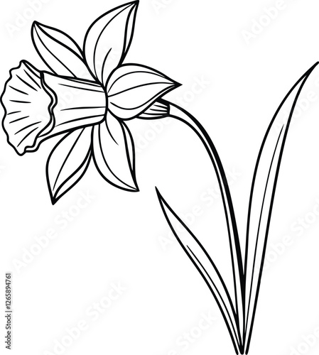 Elegant Line Drawing of a Single Daffodil Spring Bloom