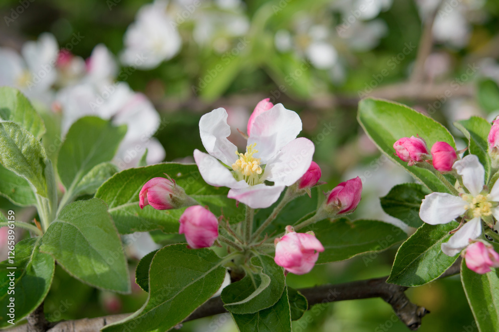 Blossoming flowers and buds of apple tree on a branch. Beautiful floral image of spring nature. Blur. Soft focus Blossoming flowers and buds of apple tree on a branch. Beautiful floral image of spring nature. Blur. Soft focus