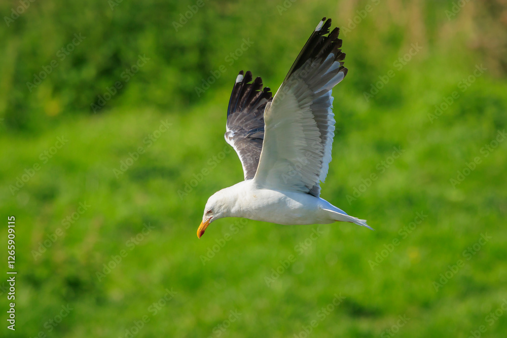 Lesser black-backed gull, Larus fuscus, in flight Lesser black-backed gull, Larus fuscus, in flight