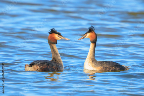 Closeup of a Great crested grebe Podiceps cristatus waterfowl photo