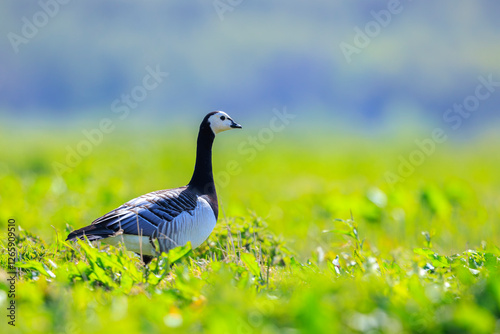 Tableau sur toile Closeup of a barnacle goose Branta leucopsis in a meadow