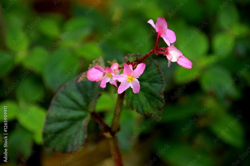 Fototapeta premium planta flor begônia - Begonia