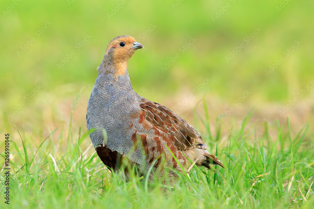 Grey partridge Perdix perdix, foraging Grey partridge Perdix perdix, foraging