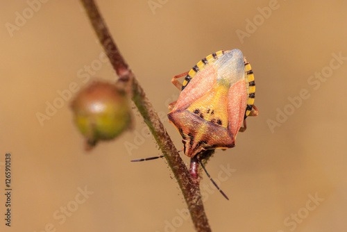 Shield bug, Carpocoris pudicus, resting in vegetation photo