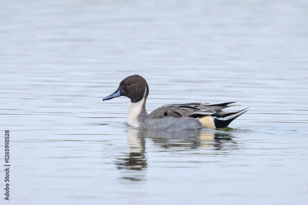 Anas acuta, Northern Pintailduck swimming Anas acuta, Northern Pintailduck swimming