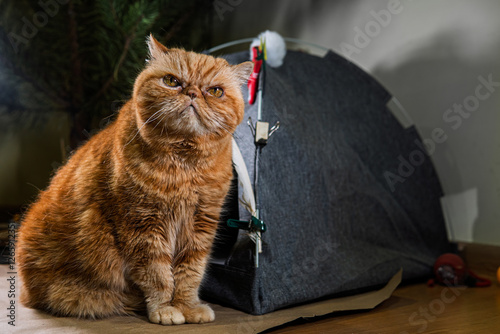 Exotic shorthair ginger cat sitting. In the background is a house, a tent for pets. dissatisfied face a very respectful and serious facial expression