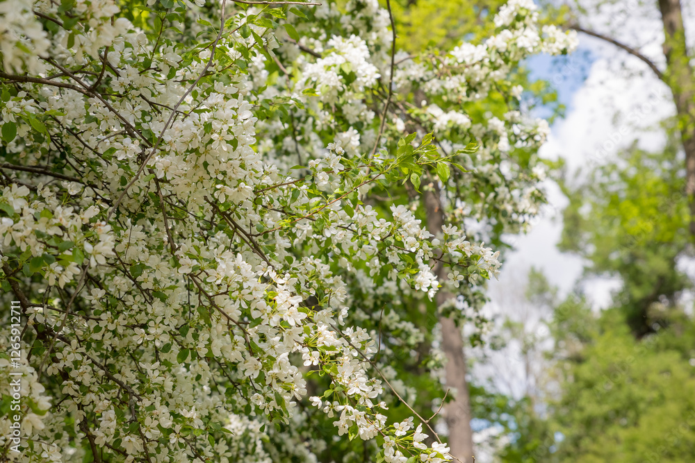 Beautiful flowering tree branches in the sun. Selective focus.Spring time day. White flowers tree after rain with water drops. Beautiful flowering tree branches in the sun. Selective focus.Spring time day. White flowers tree after rain with water drops.