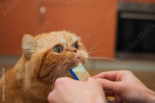 Domestic life with pet. Young woman gives his cat liquid delicious snack in a stick packaging. Exotic red cat with big eyes. licks with tongue