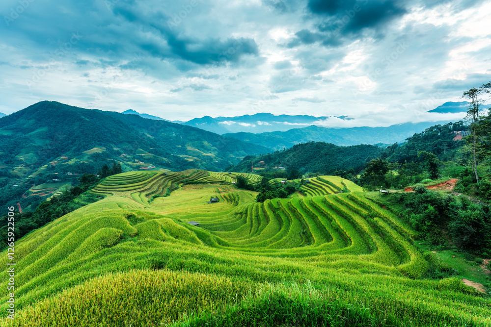 Lush green rice field terraces with barn on highland in countryside at Vietnam Lush green rice field terraces with barn on highland in countryside at Vietnam
