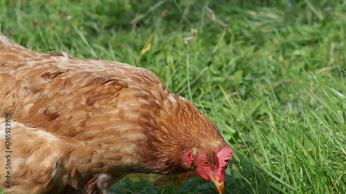 brown hens in a garden, roaming freely on the grass in a peaceful rural setting