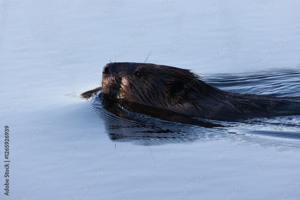 Fototapeta premium Canadian beaver Castor canadensis swimming in a creek surrounded by the waters reflection