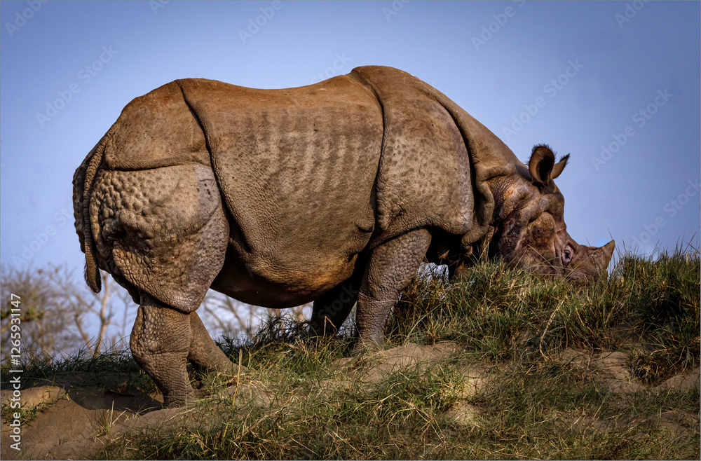 Fototapeta premium Indian Rhinoserous on a river bank in the early evening